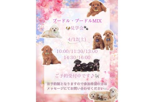 成約済の神奈川県のトイプードル-376728の2枚目